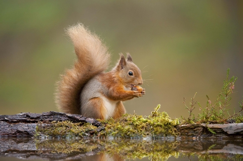 Red squirrel | The Wildlife Trusts